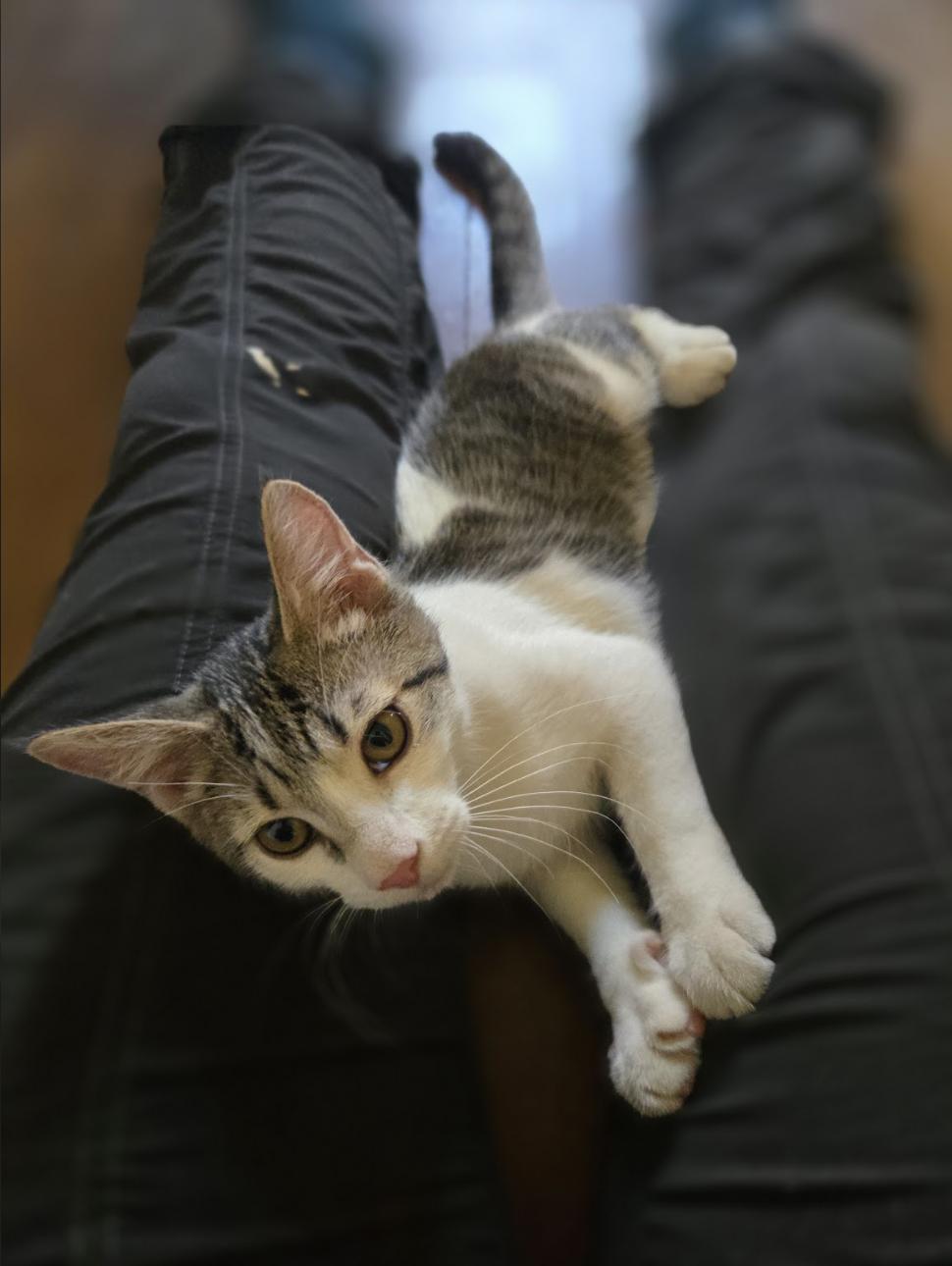 Enlarge Chip, a Adoptable Domestic Short Hair in Pittsburgh, PA image 4/6