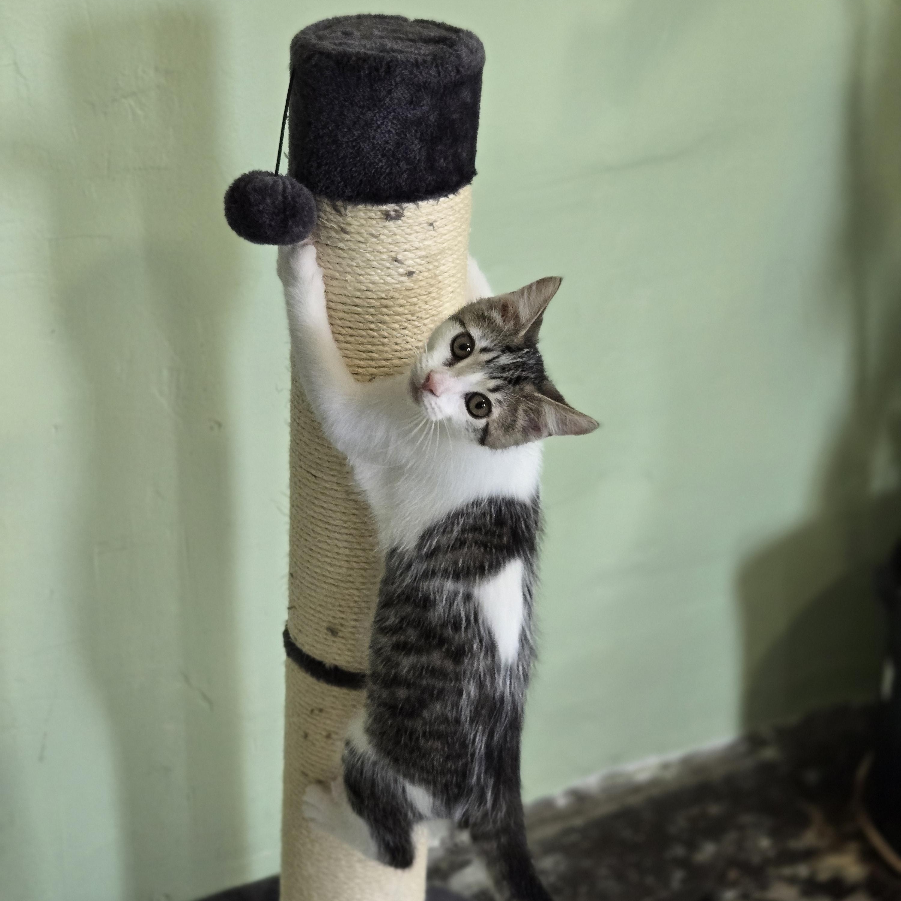 Enlarge Chip, a Adoptable Domestic Short Hair in Pittsburgh, PA image 5/6