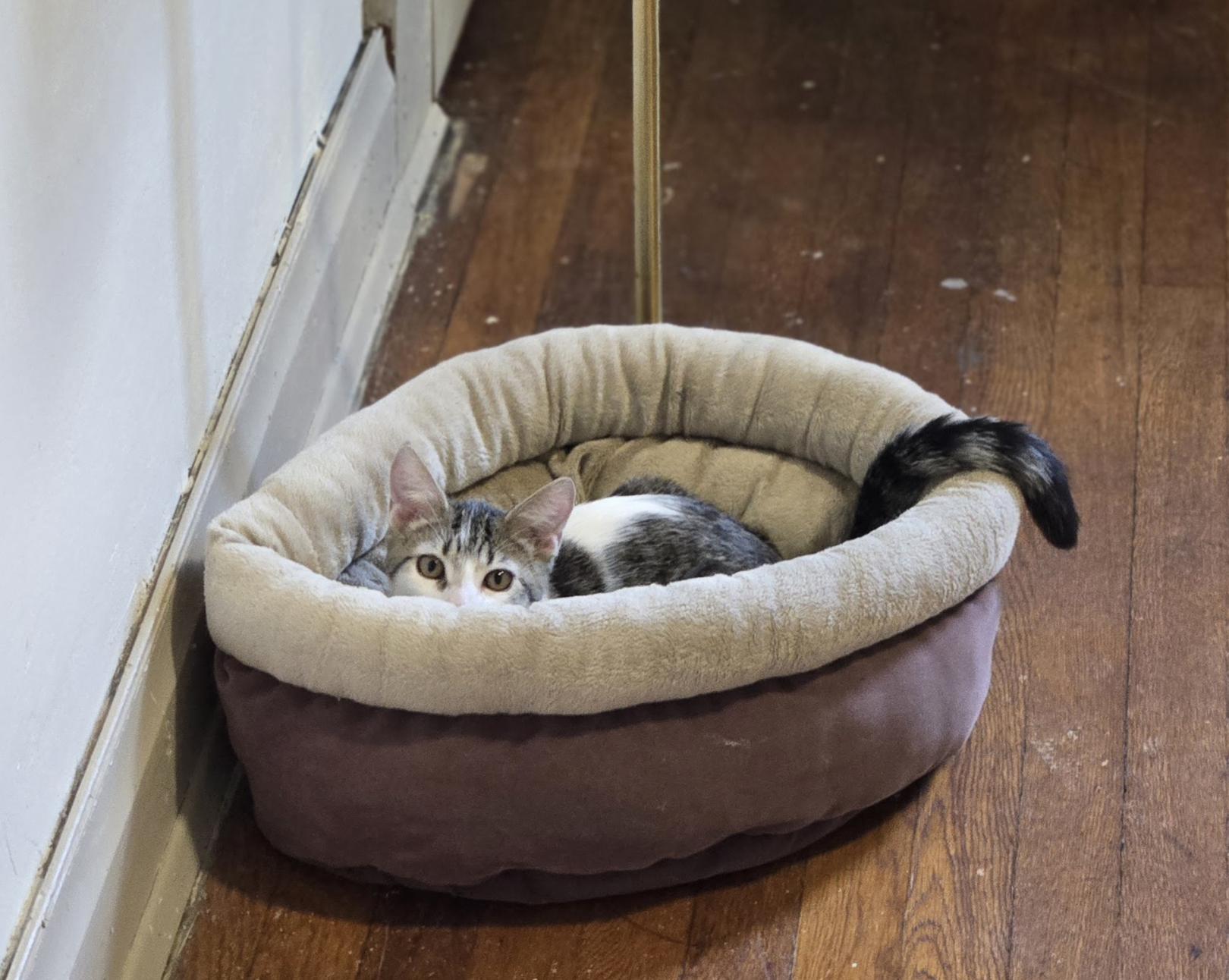 Enlarge Chip, a Adoptable Domestic Short Hair in Pittsburgh, PA image 6/6