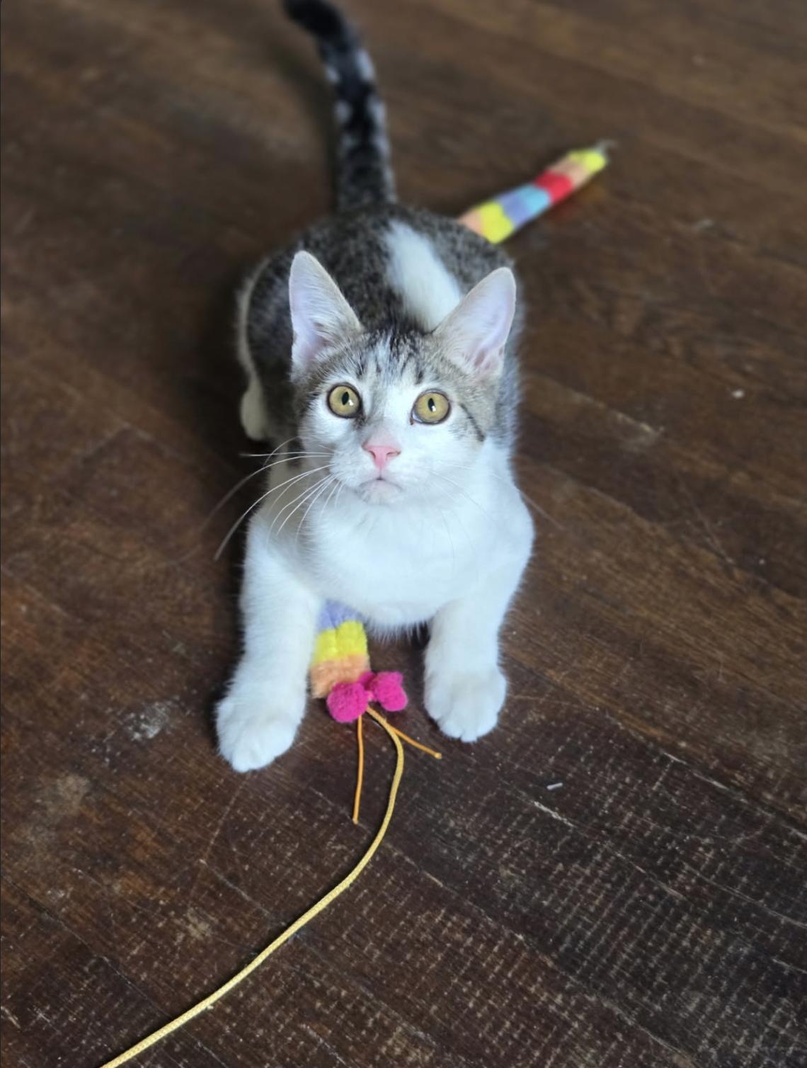 Chip, Adoptable, Kitten Male Domestic Short Hair.