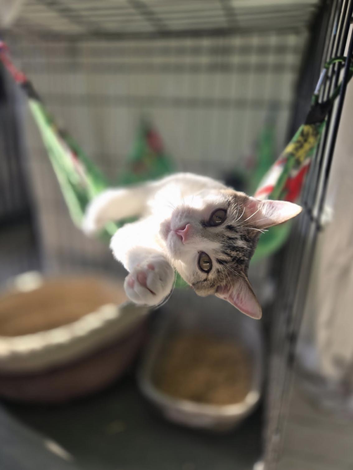 Enlarge Chip, a Adoptable Domestic Short Hair in Pittsburgh, PA image 2/6