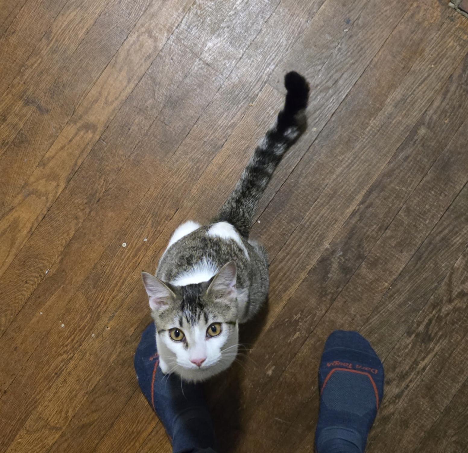 Enlarge Chip, a Adoptable Domestic Short Hair in Pittsburgh, PA image 3/6