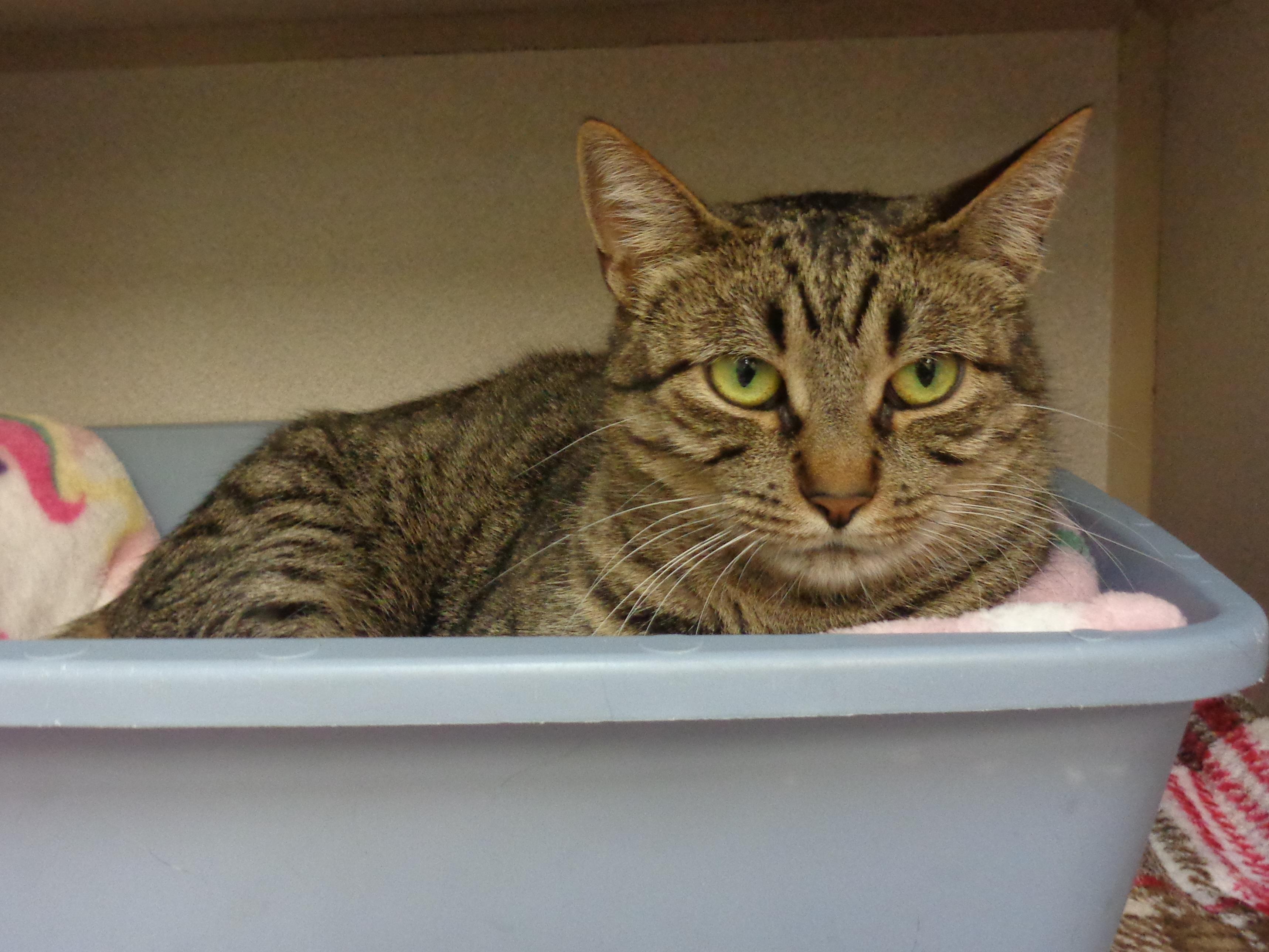 VIDALIA, a ADOPTABLE Tiger in Delhi, NY image 2/5