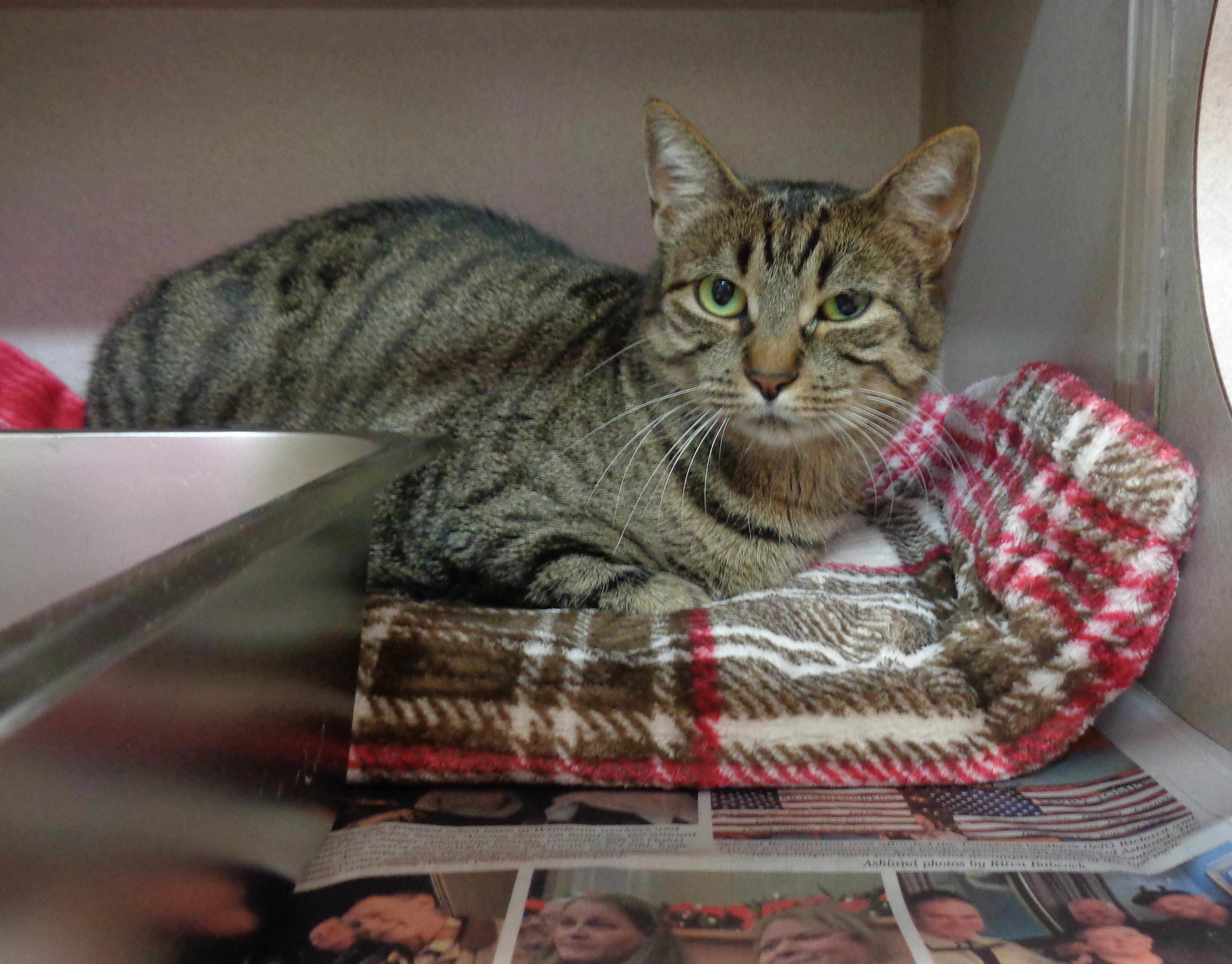 VIDALIA, ADOPTABLE, Young Female Tiger.