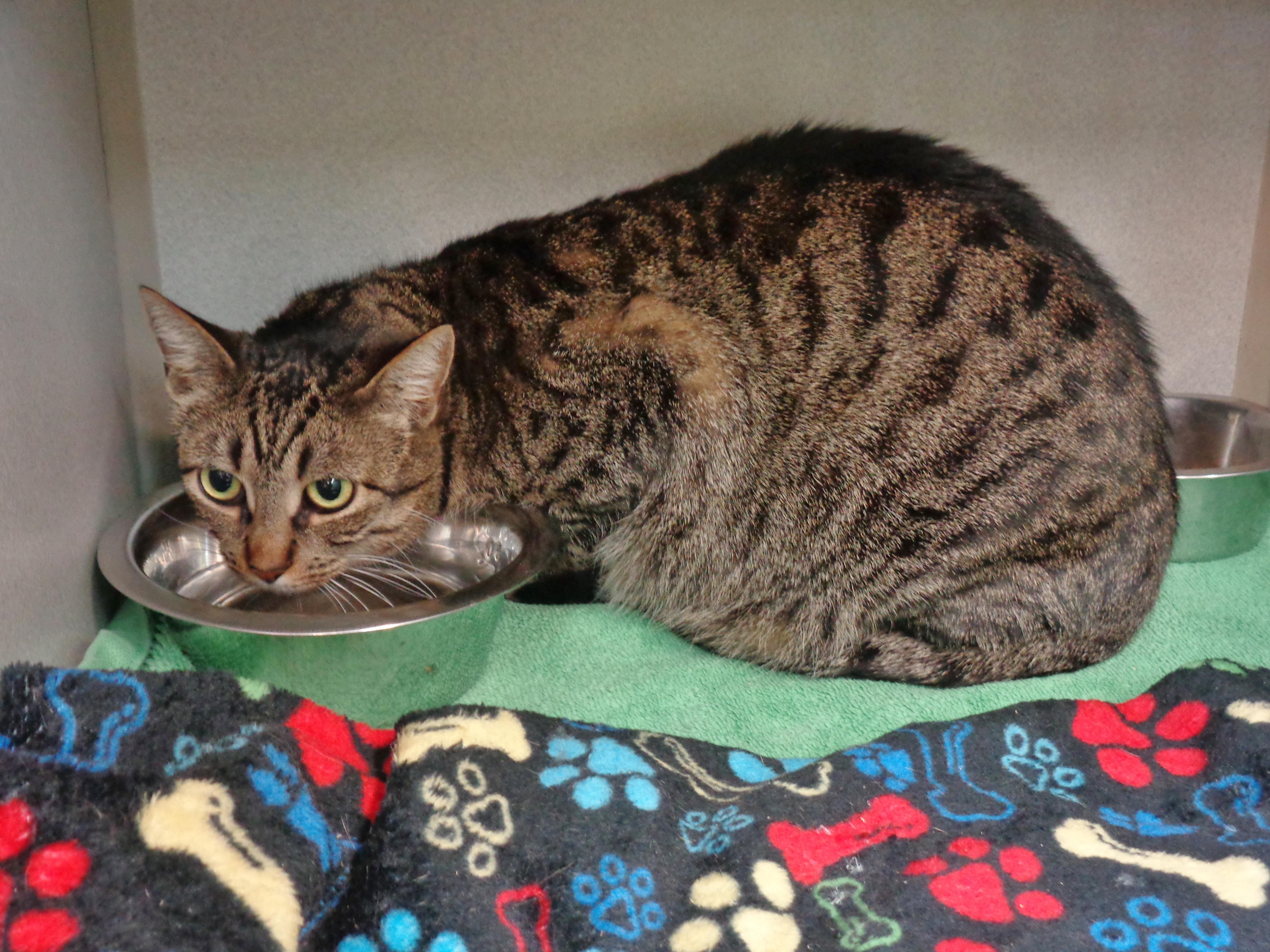 VIDALIA, a ADOPTABLE Tiger in Delhi, NY image 5/5