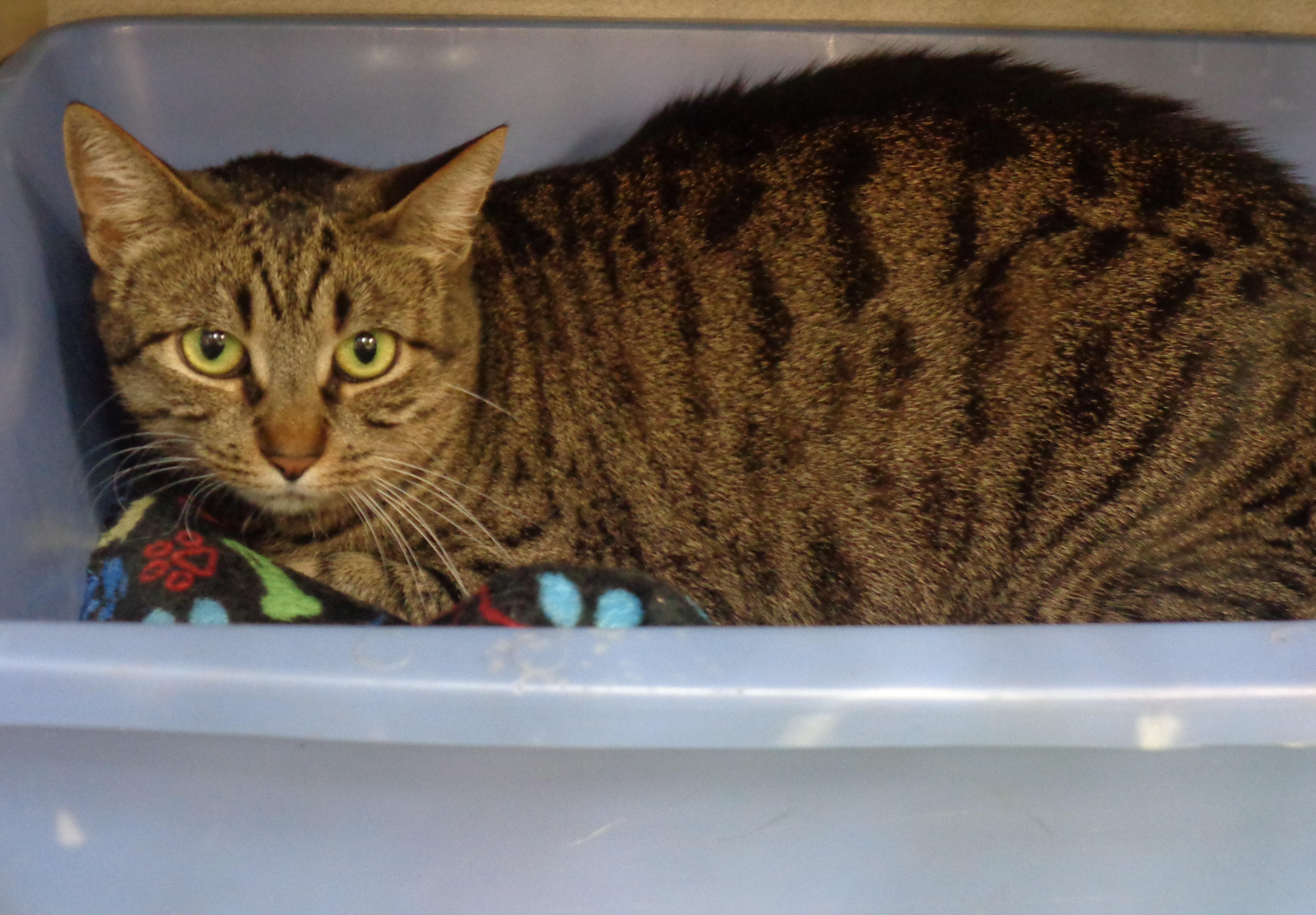 VIDALIA, a ADOPTABLE Tiger in Delhi, NY image 4/5