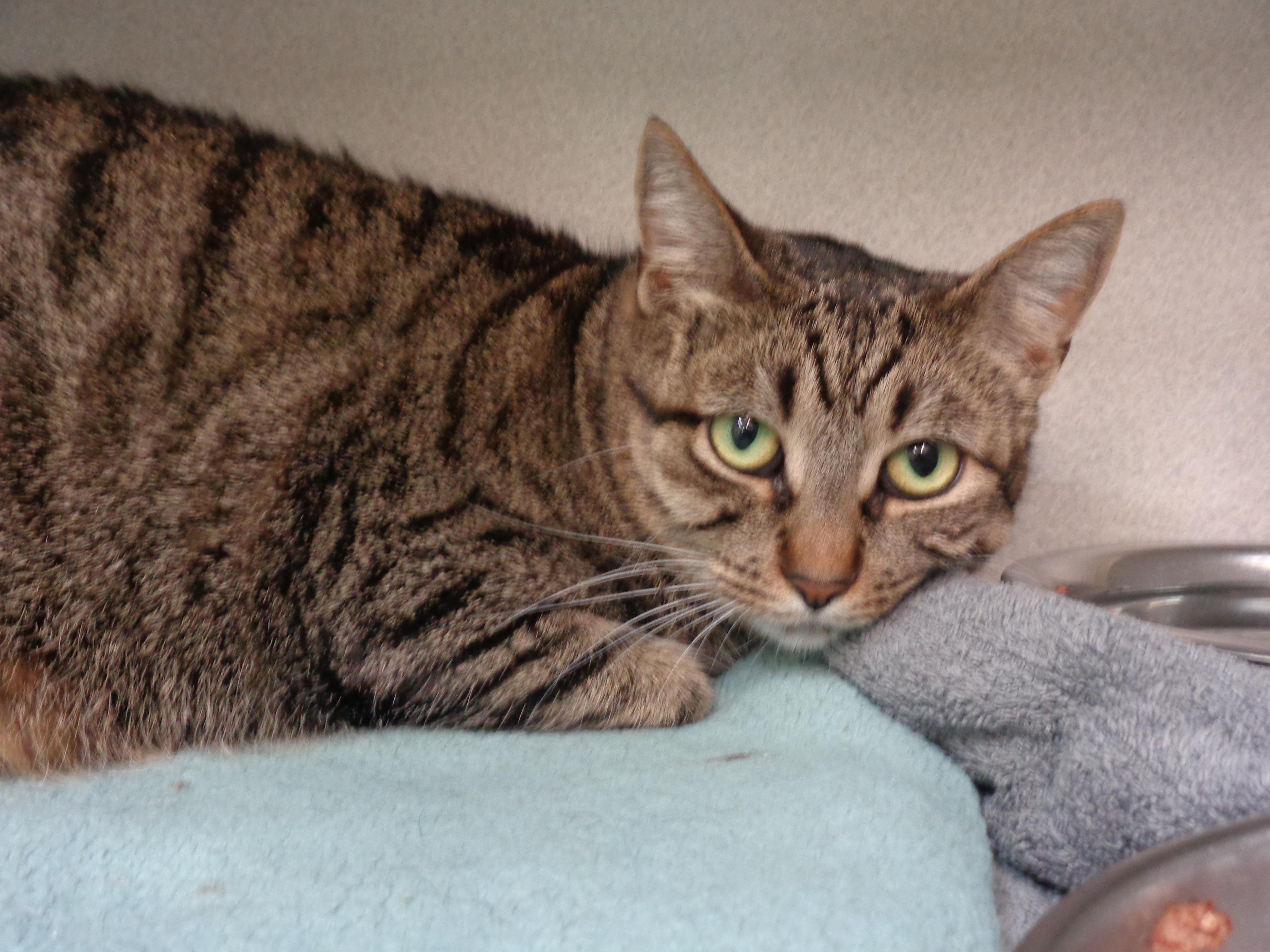 VIDALIA, a ADOPTABLE Tiger in Delhi, NY image 3/5