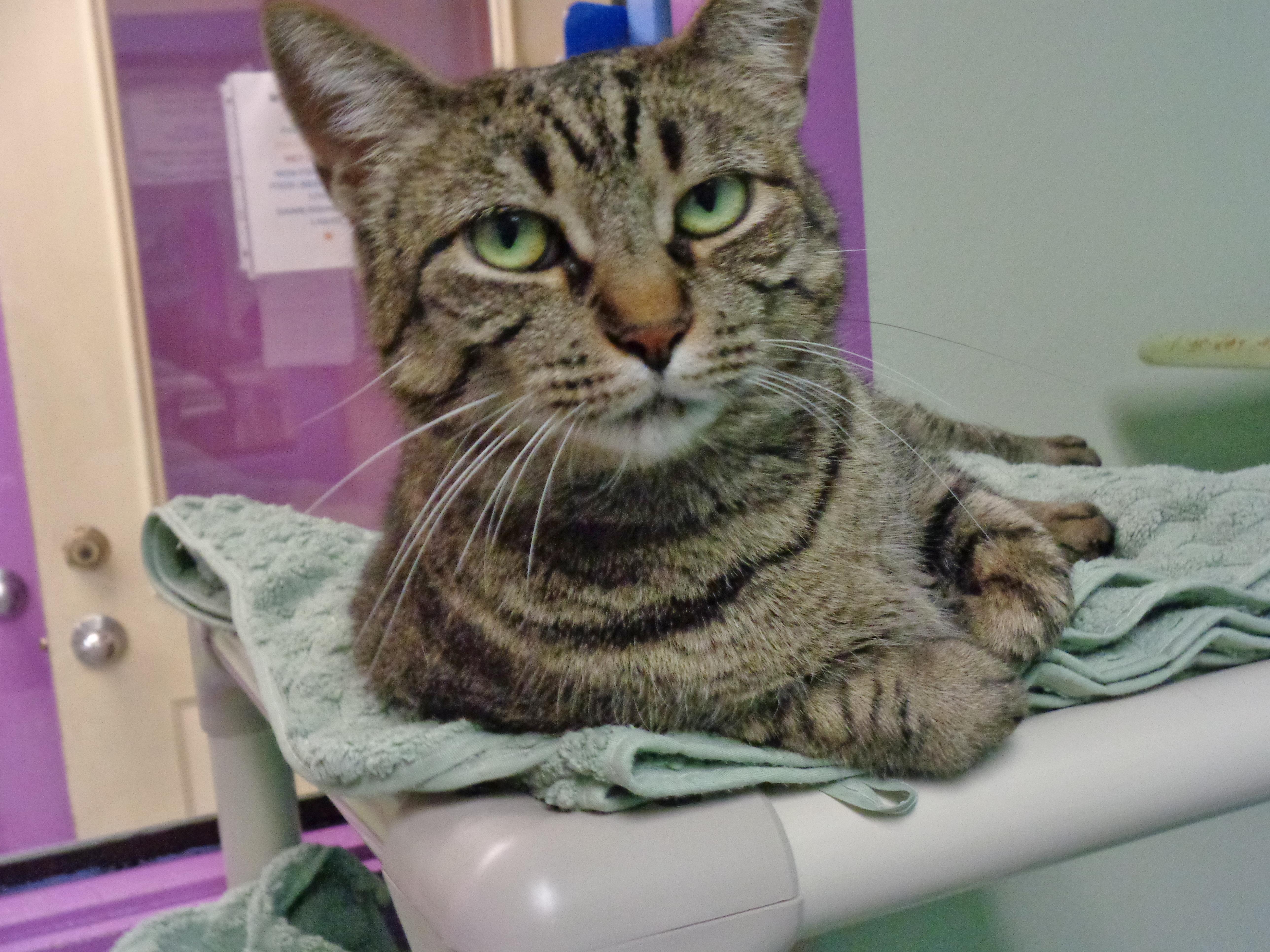 Enlarge VIDALIA, a ADOPTABLE Tiger in Delhi, NY image 1/6