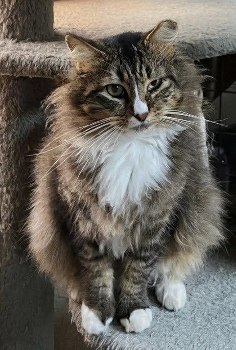 Siegfried & Roy 1.1.25, Adoptable, Adult Male Domestic Long Hair & Maine Coon.