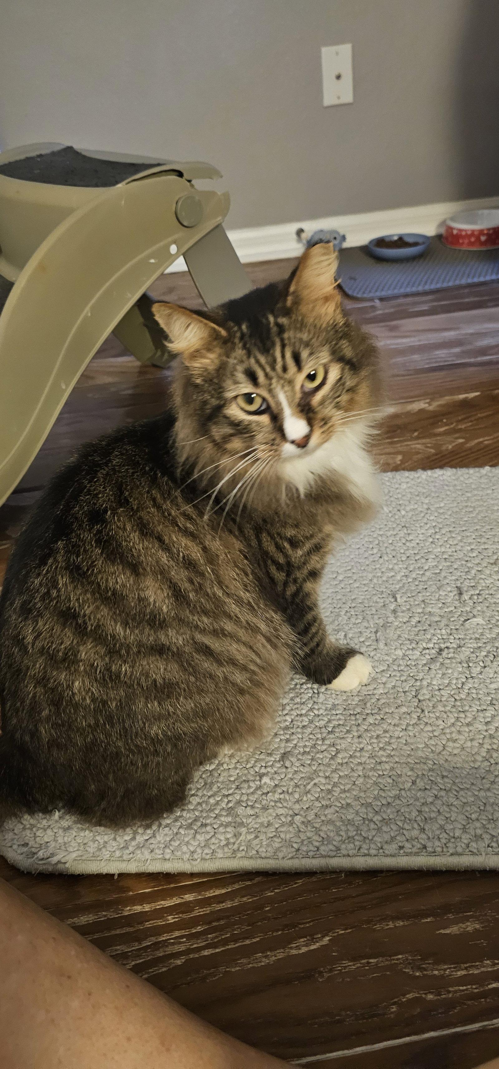 Enlarge Siegfried & Roy 1.1.25, a Adoptable mixed breed in Apopka, FL image 2/3