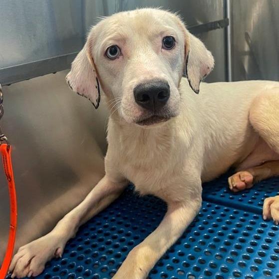 Enlarge McGee, a Adoptable Mixed Breed in Bentonville, AR image 1/6