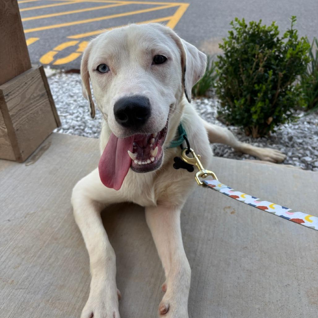 Enlarge McGee, a Adoptable Mixed Breed in Bentonville, AR image 2/6