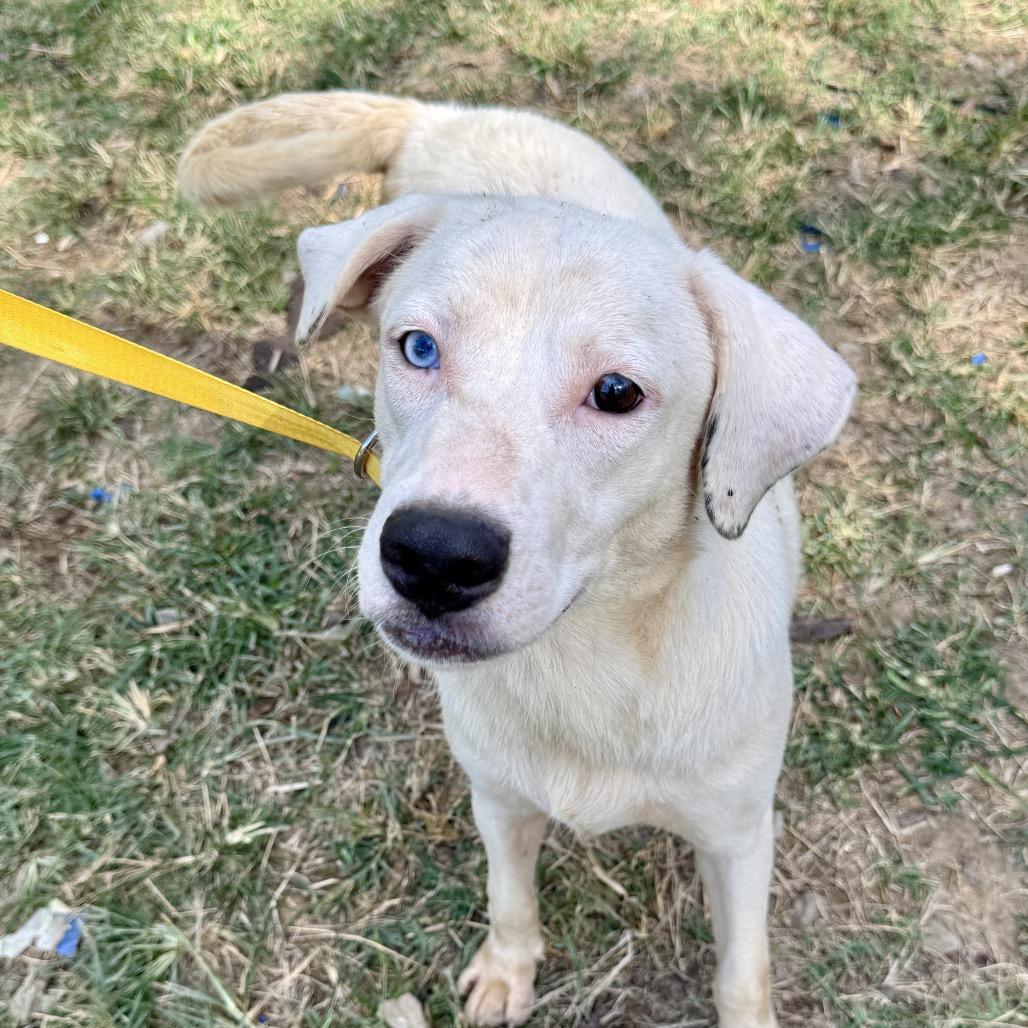 Enlarge McGee, a Adoptable Mixed Breed in Bentonville, AR image 3/6