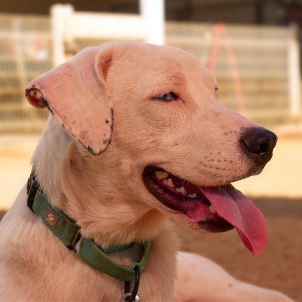 Enlarge McGee, a Adoptable Mixed Breed in Bentonville, AR image 4/6