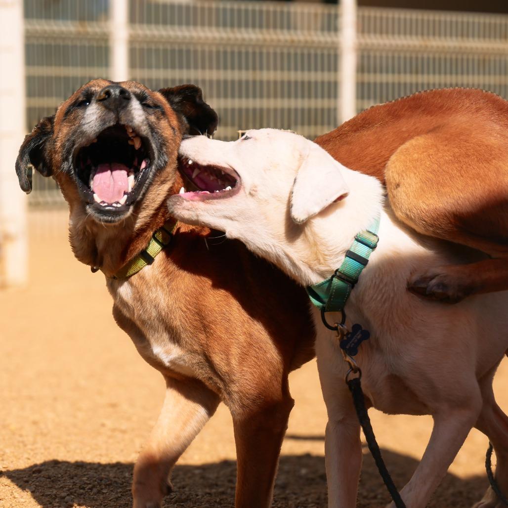Enlarge McGee, a Adoptable Mixed Breed in Bentonville, AR image 6/6