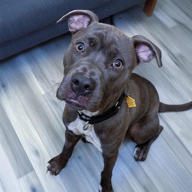 BLUE, Adoptable, Young Male Pit Bull Terrier & Mixed Breed.