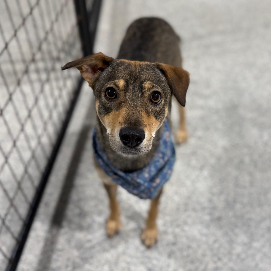 Enlarge Mixley, a Adoptable mixed breed in Newberg, OR image 1/6