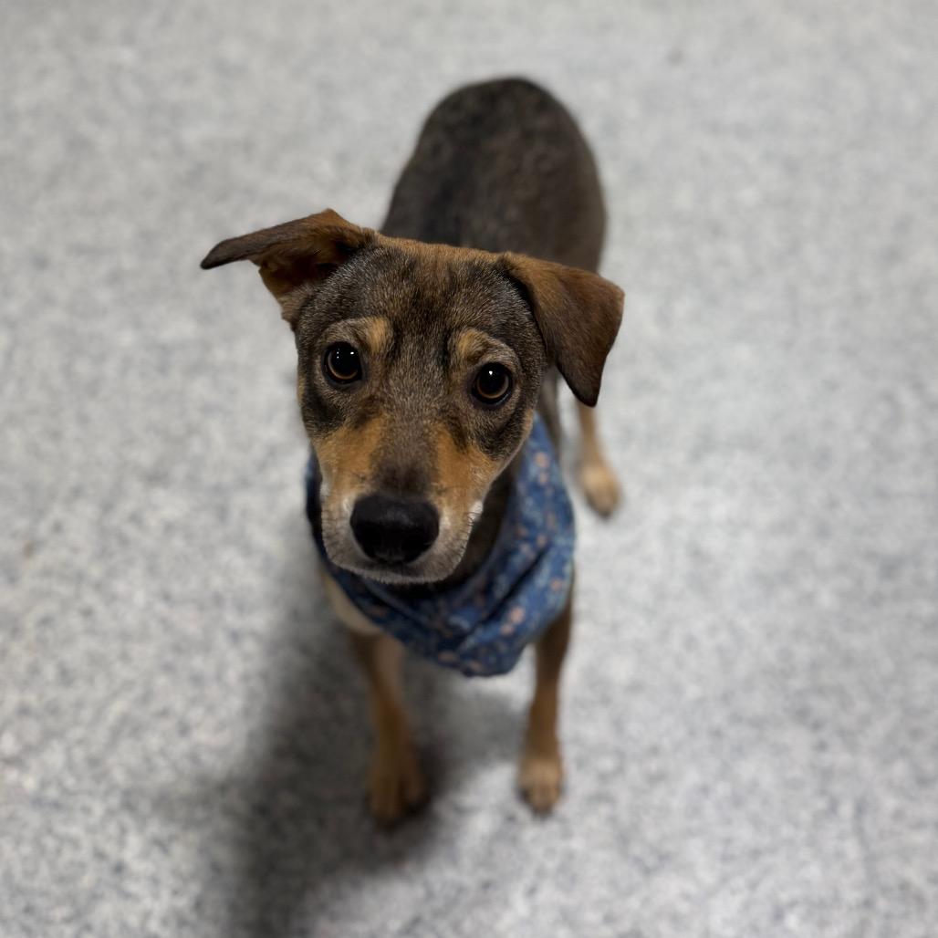 Enlarge Mixley, a Adoptable mixed breed in Newberg, OR image 2/6