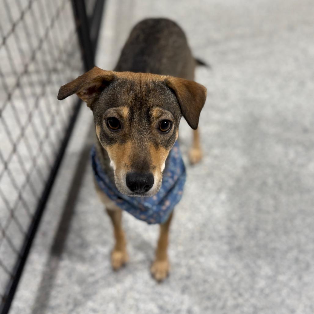 Enlarge Mixley, a Adoptable mixed breed in Newberg, OR image 3/6