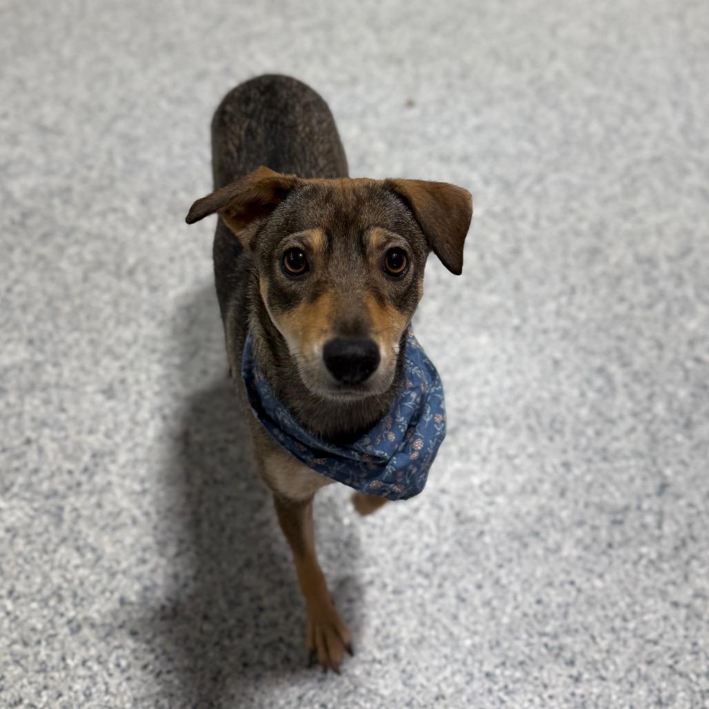 Enlarge Mixley, a Adoptable mixed breed in Newberg, OR image 4/6