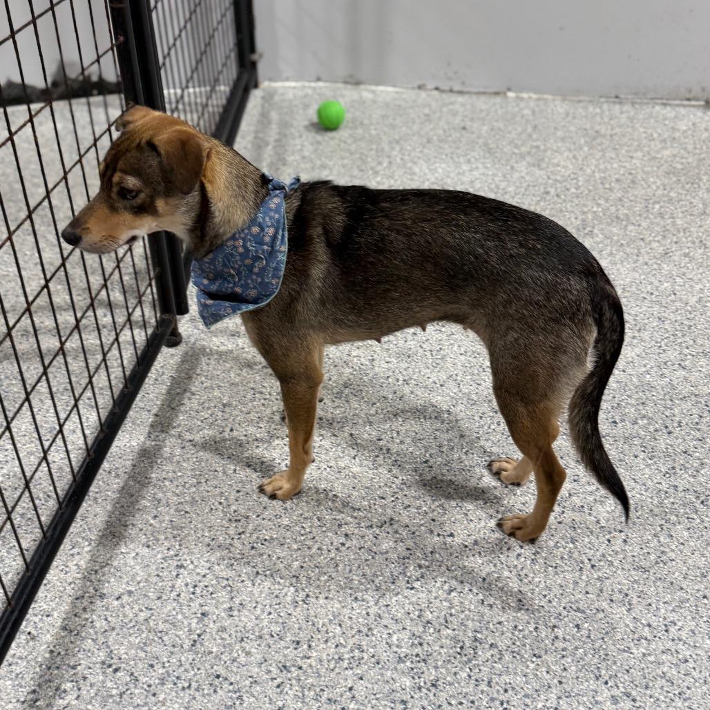 Enlarge Mixley, a Adoptable mixed breed in Newberg, OR image 5/6