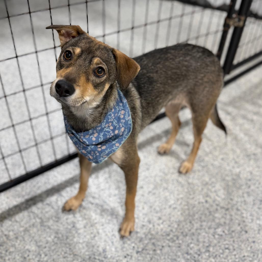 Enlarge Mixley, a Adoptable mixed breed in Newberg, OR image 6/6