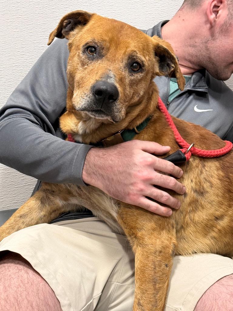 Red, Adoptable, Adult Male Mixed Breed.