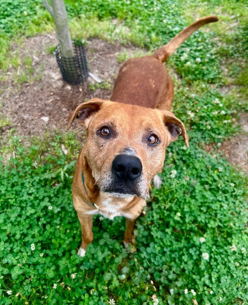 Red, a Adoptable mixed breed in Denham Springs, LA image 2/2