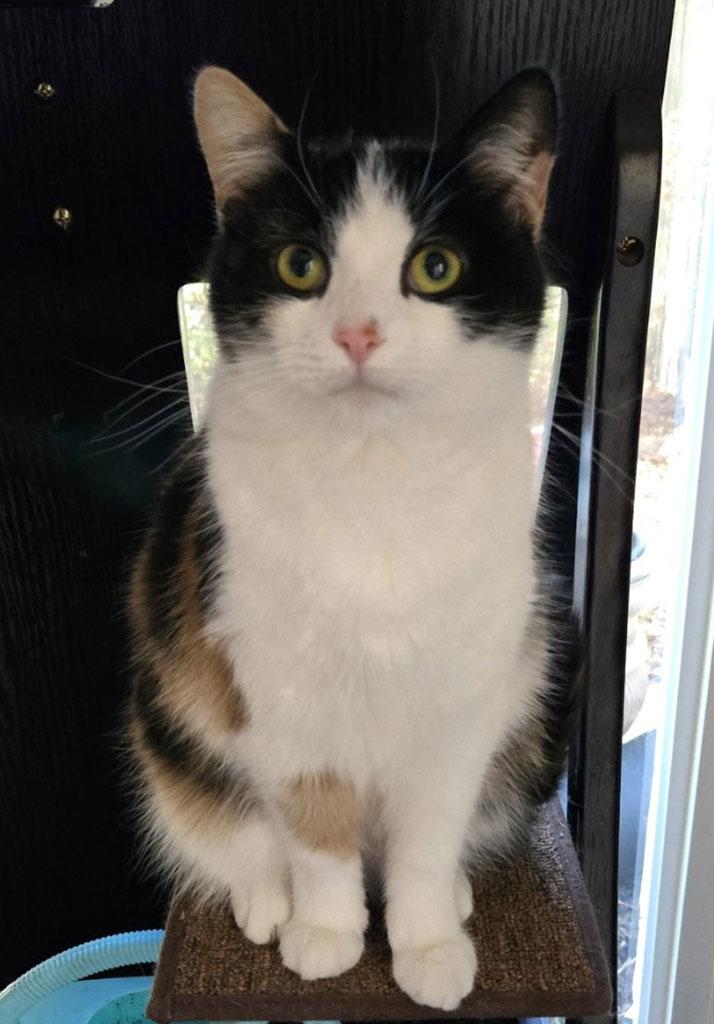 Enlarge Meadow, a ADOPTABLE Domestic Short Hair in Bowie, MD image 2/3