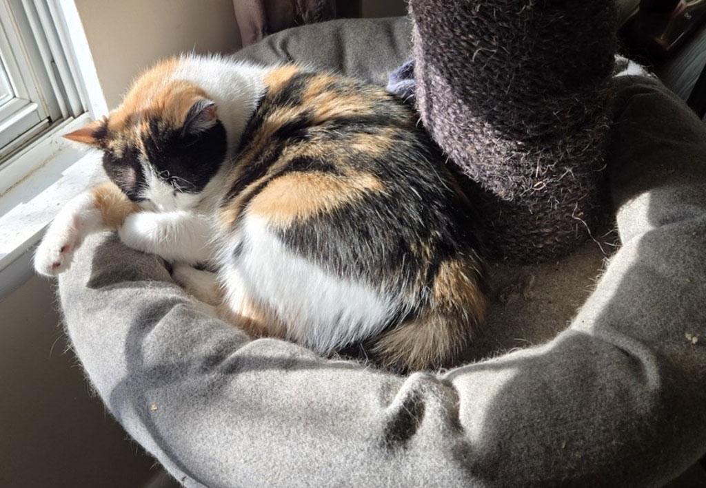 Enlarge Meadow, a ADOPTABLE Domestic Short Hair in Bowie, MD image 3/3