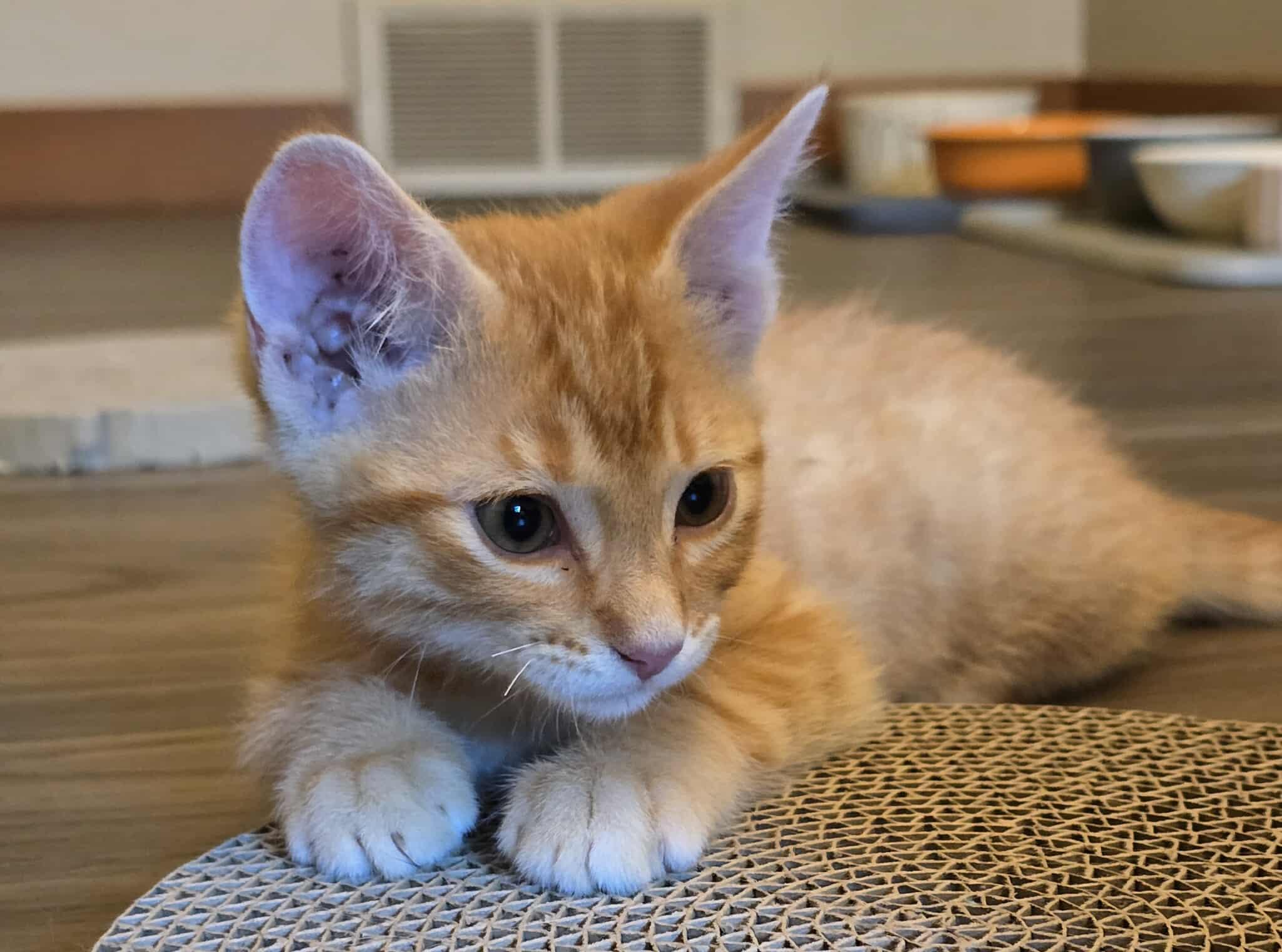 Link, Baby Male unknown