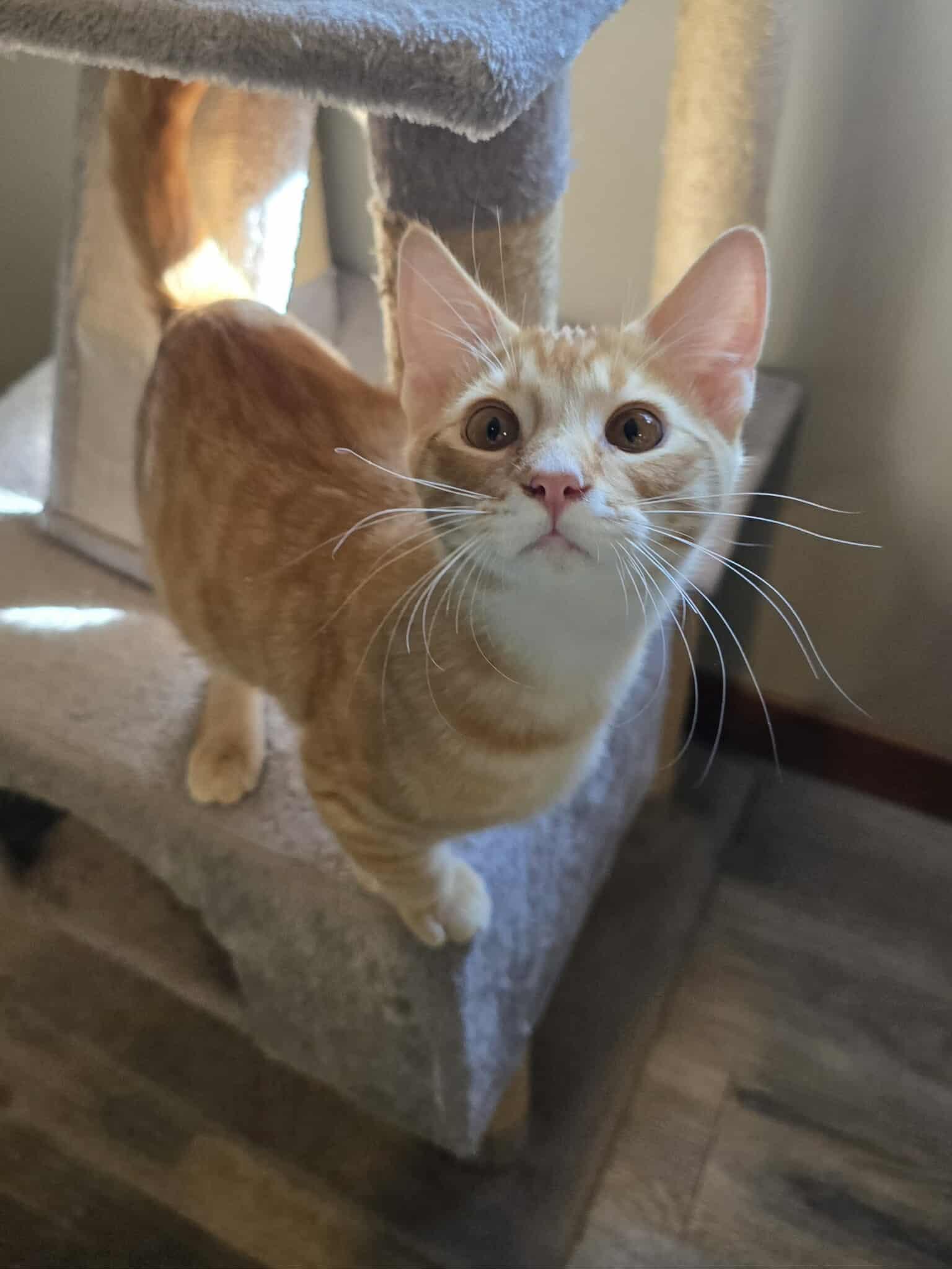 Link, an adoptable Domestic Short Hair in Sioux Falls, SD, 57101 | Photo Image 1