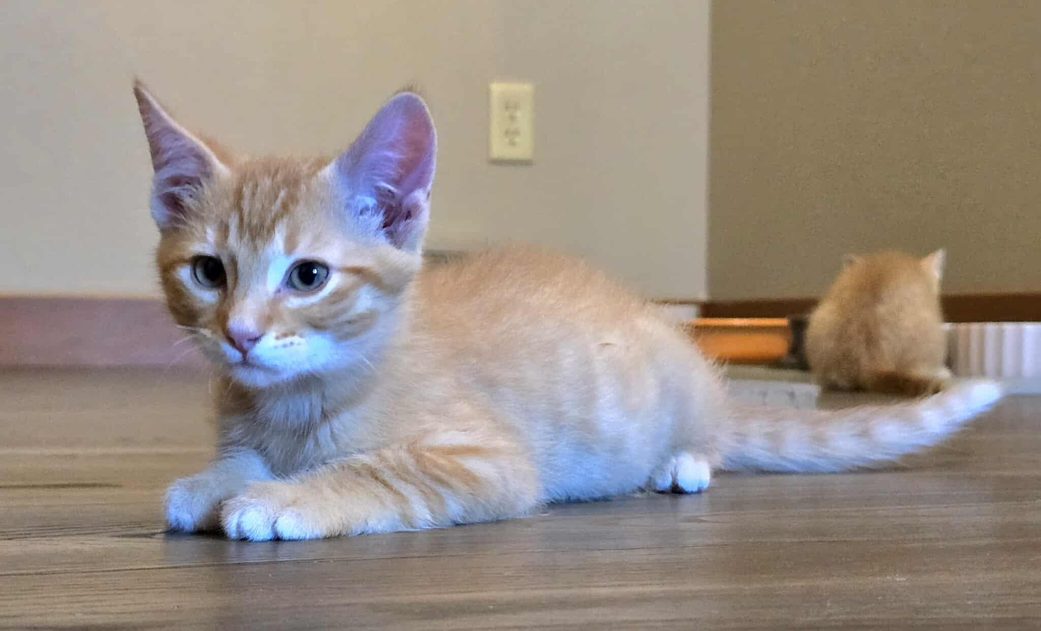 Link, an adoptable Domestic Short Hair in Sioux Falls, SD, 57101 | Photo Image 5
