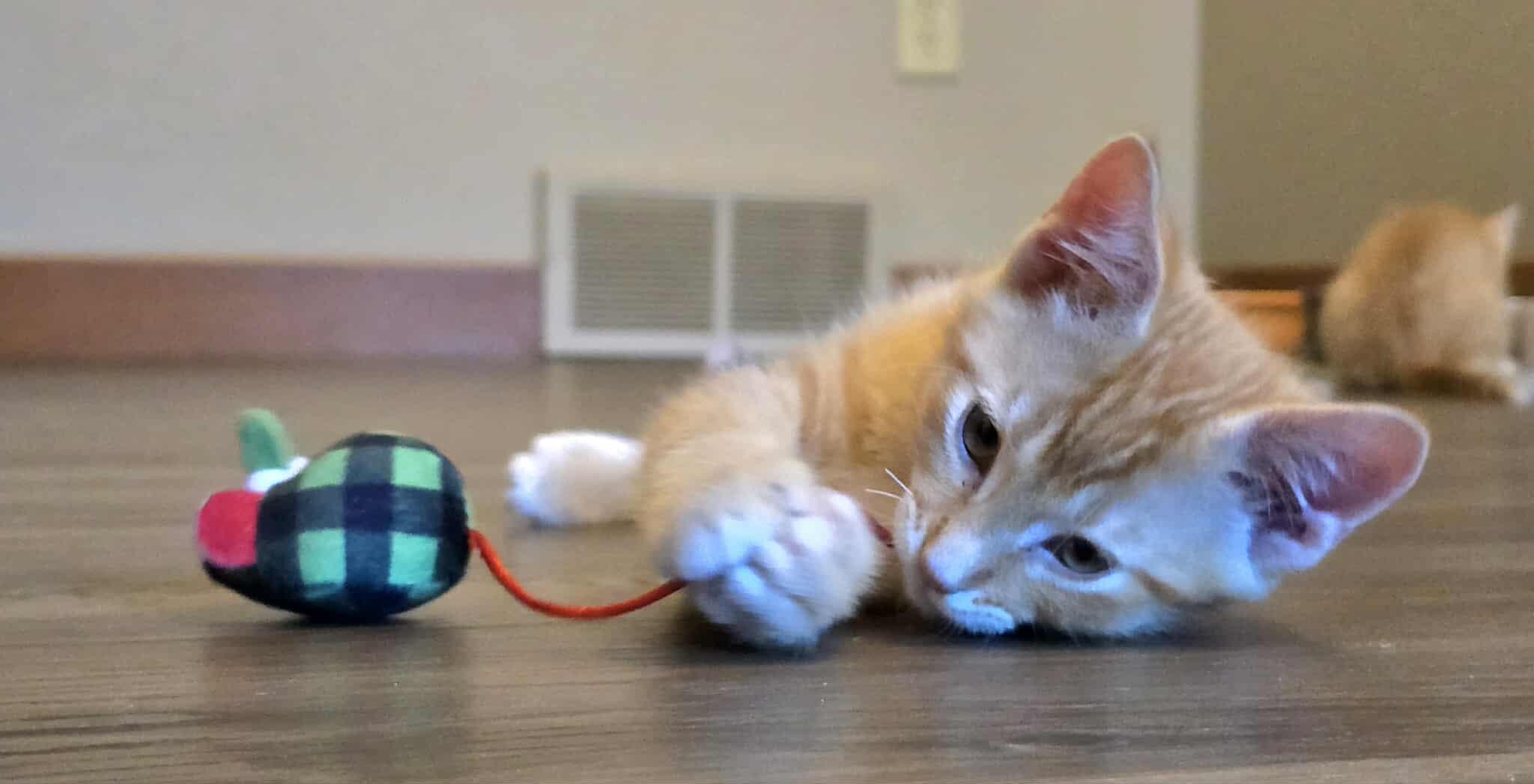 Link, an adoptable Domestic Short Hair in Sioux Falls, SD, 57101 | Photo Image 4