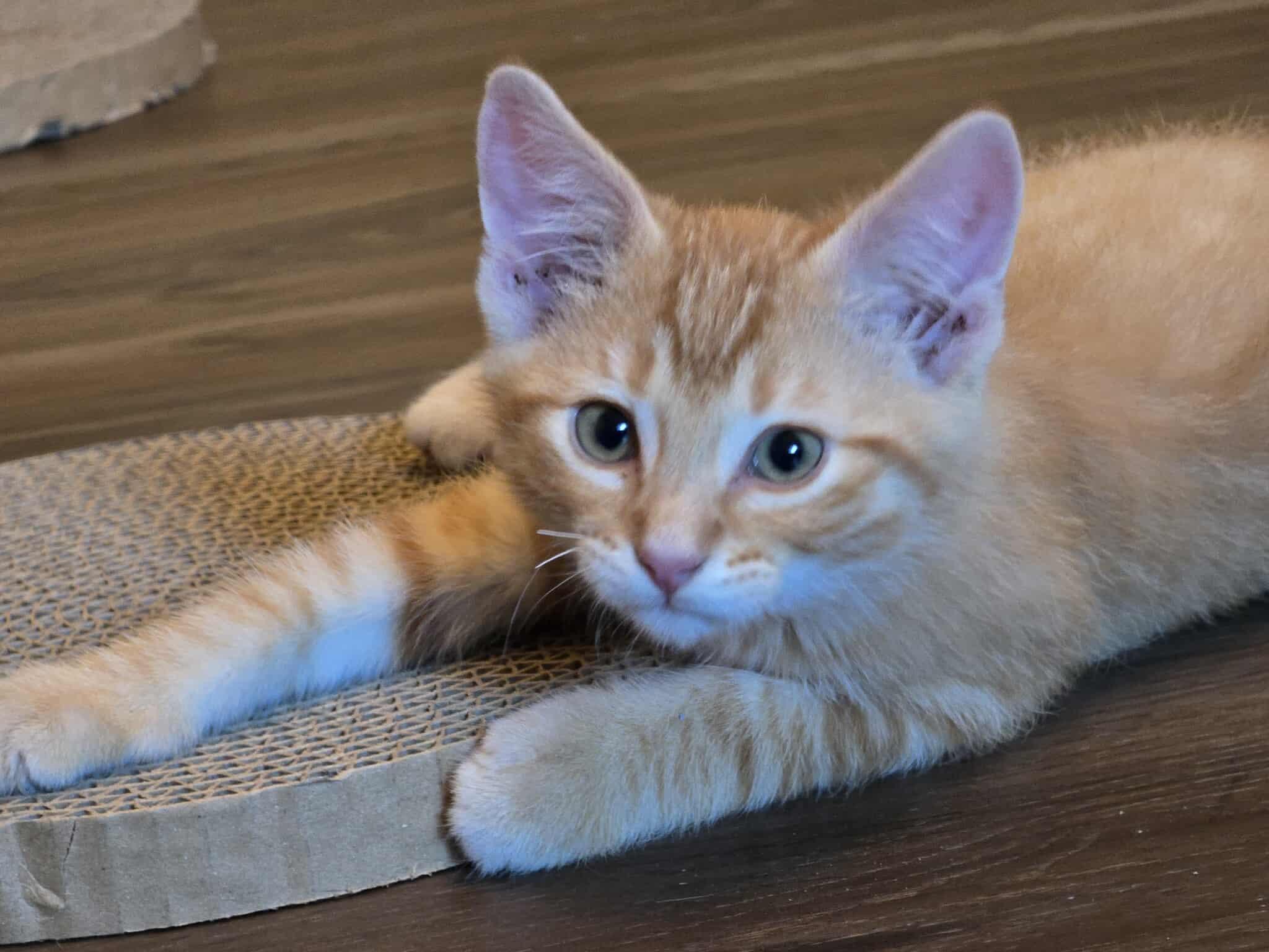 Link, an adoptable Domestic Short Hair in Sioux Falls, SD, 57101 | Photo Image 3