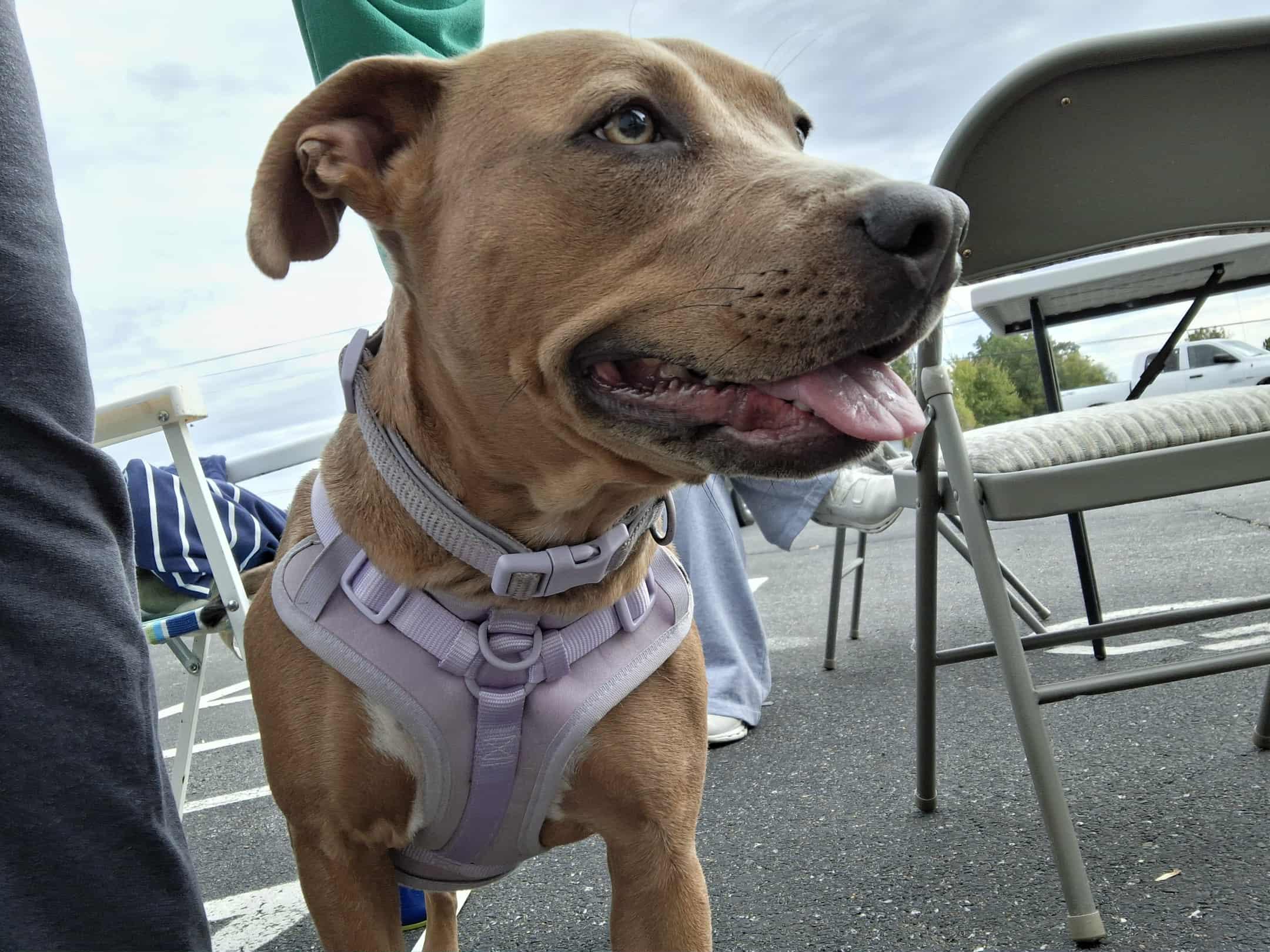 Honey, a Adoptable mixed breed in Murray, KY image 1/6