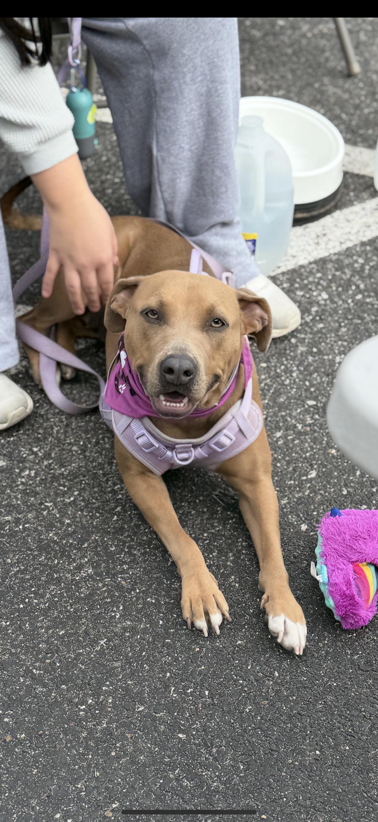 Honey, a Adoptable mixed breed in Murray, KY image 2/6