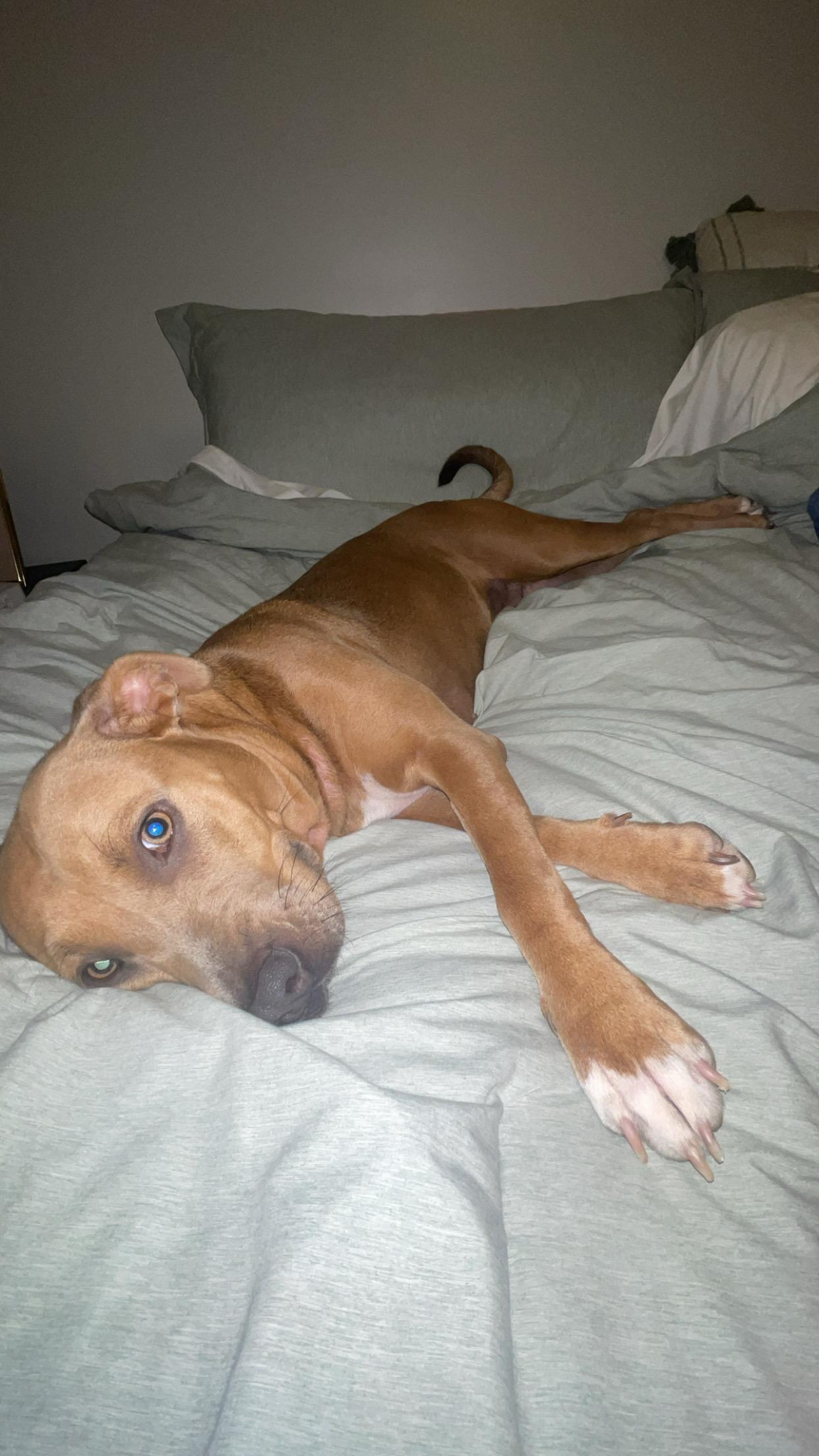 Honey, a Adoptable mixed breed in Murray, KY image 6/6