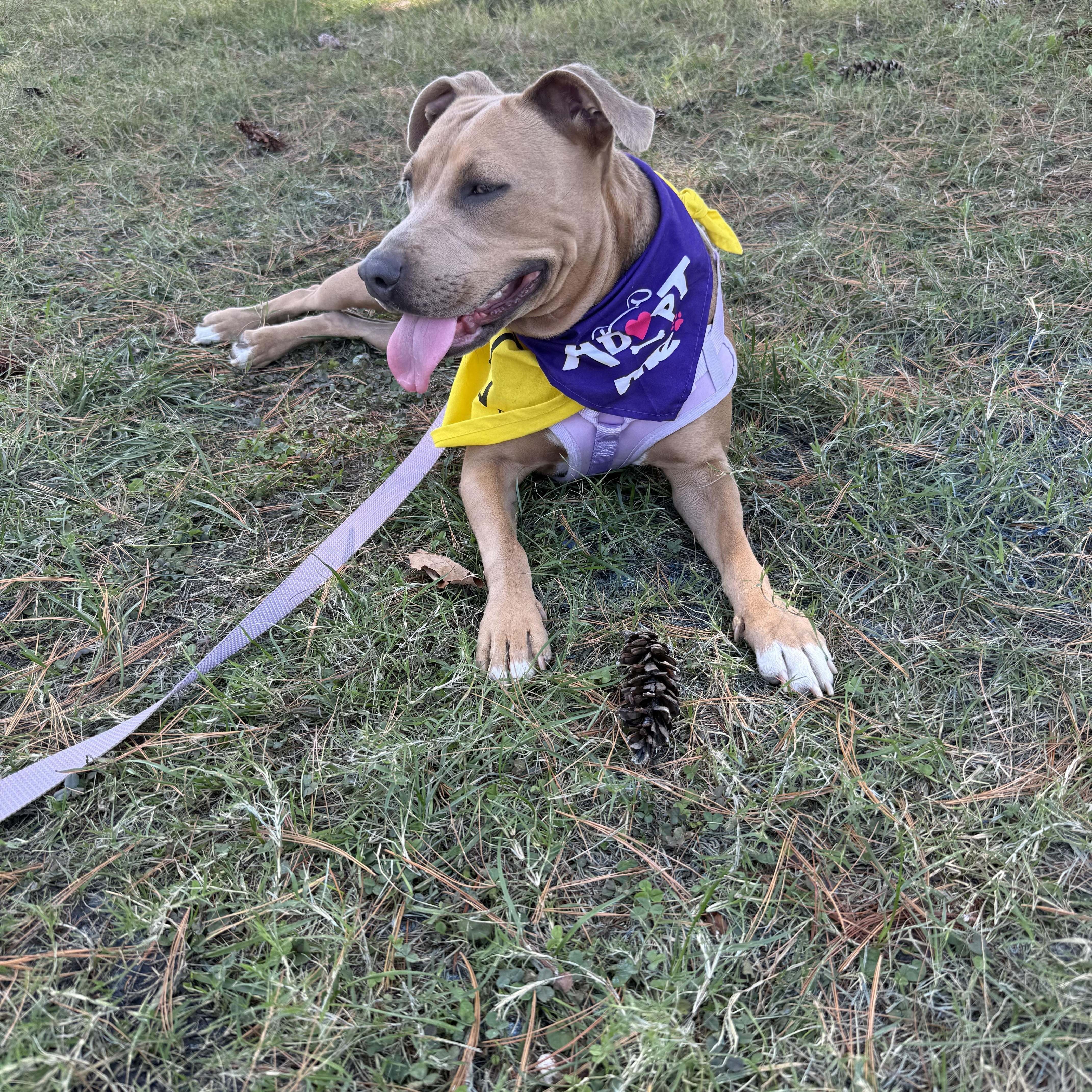 Honey, a Adoptable mixed breed in Murray, KY image 5/6