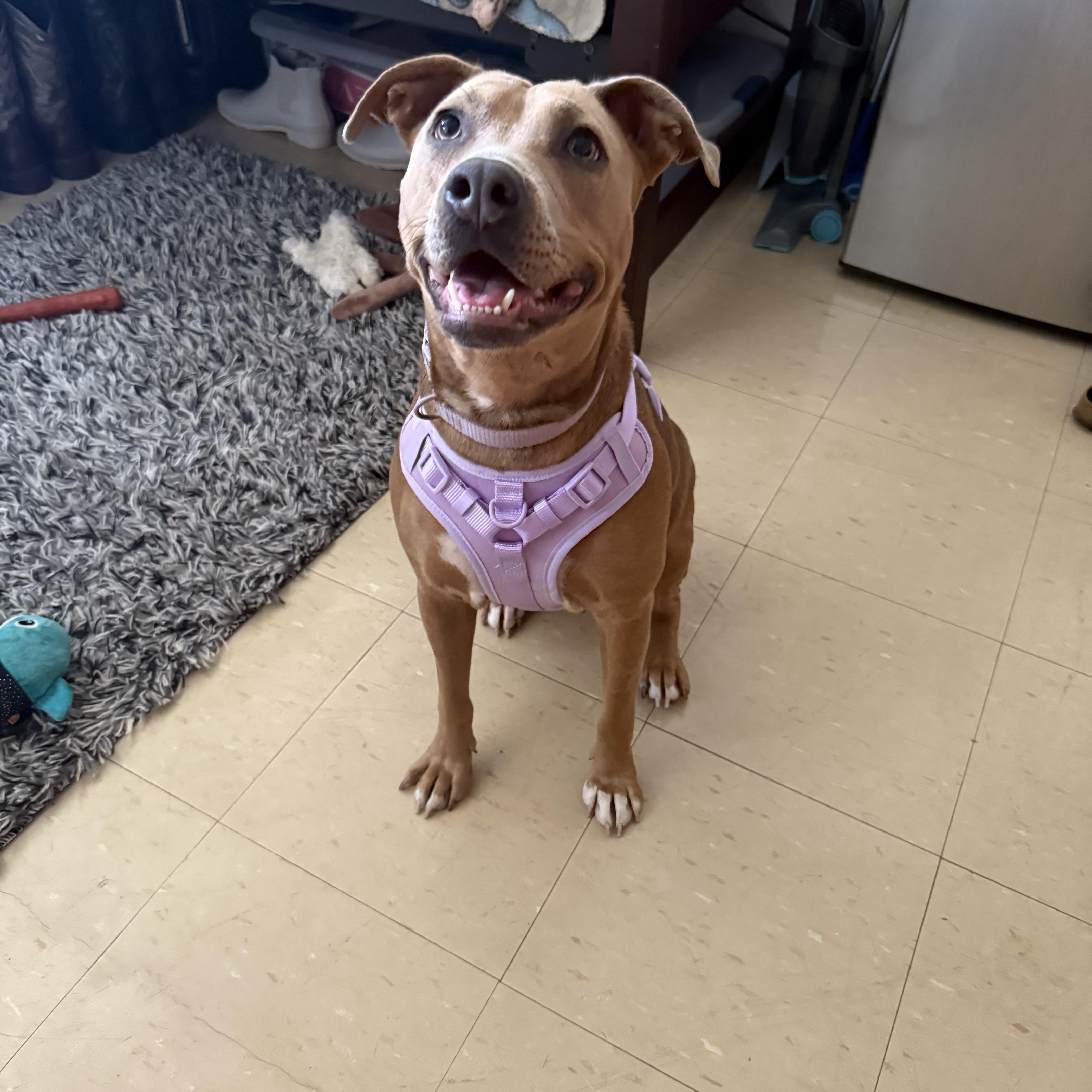 Honey, a Adoptable mixed breed in Murray, KY image 3/6