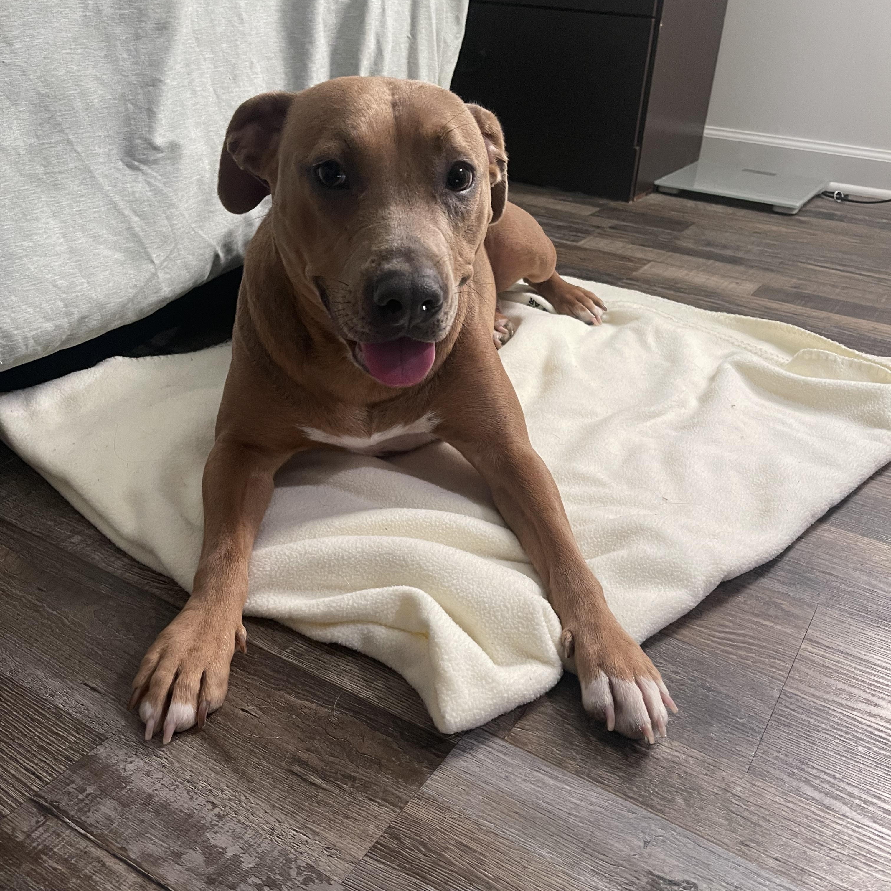 Honey, a Adoptable mixed breed in Murray, KY image 4/6