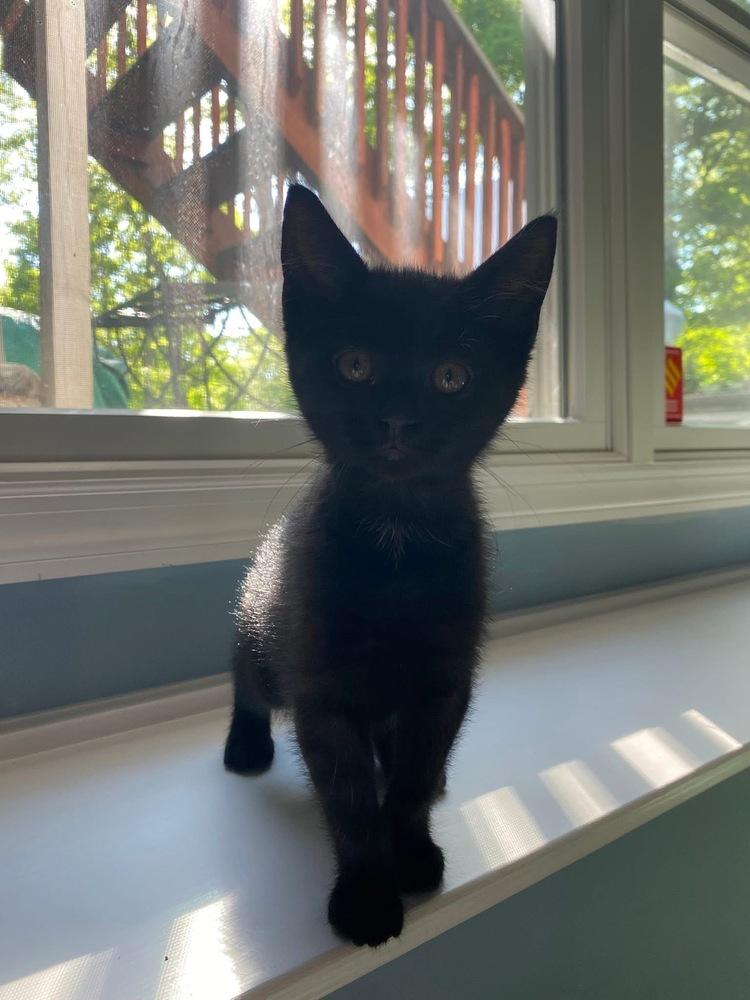 Oliver & Co.: Einstein, a Adoptable mixed breed in Warren, CT image 3/6
