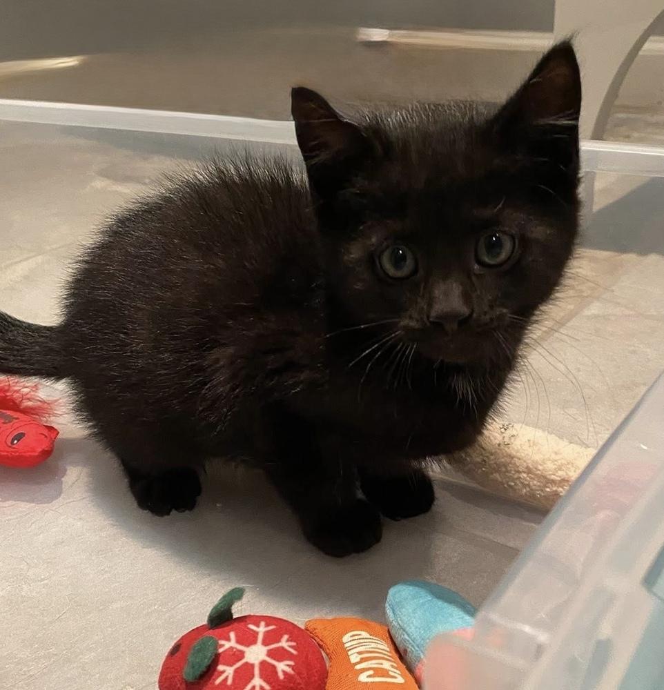 Oliver & Co.: Einstein, a Adoptable mixed breed in Warren, CT image 4/6