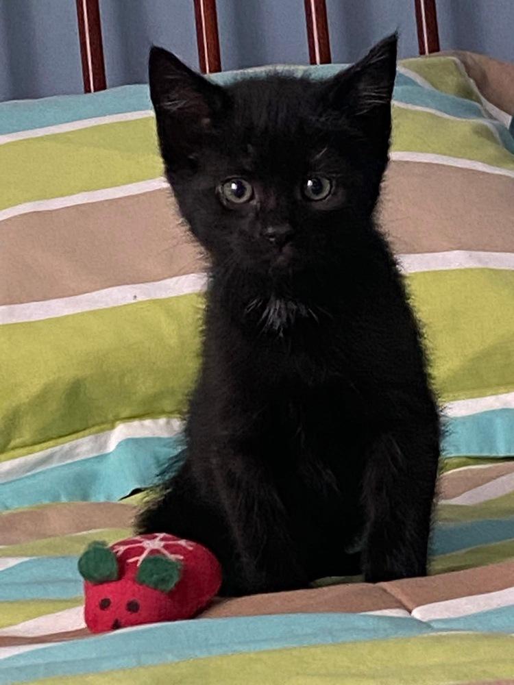 Oliver & Co.: Einstein, a Adoptable mixed breed in Warren, CT image 6/6