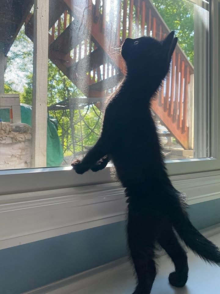 Oliver & Co.: Einstein, Adoptable, Kitten Male Domestic Short Hair.