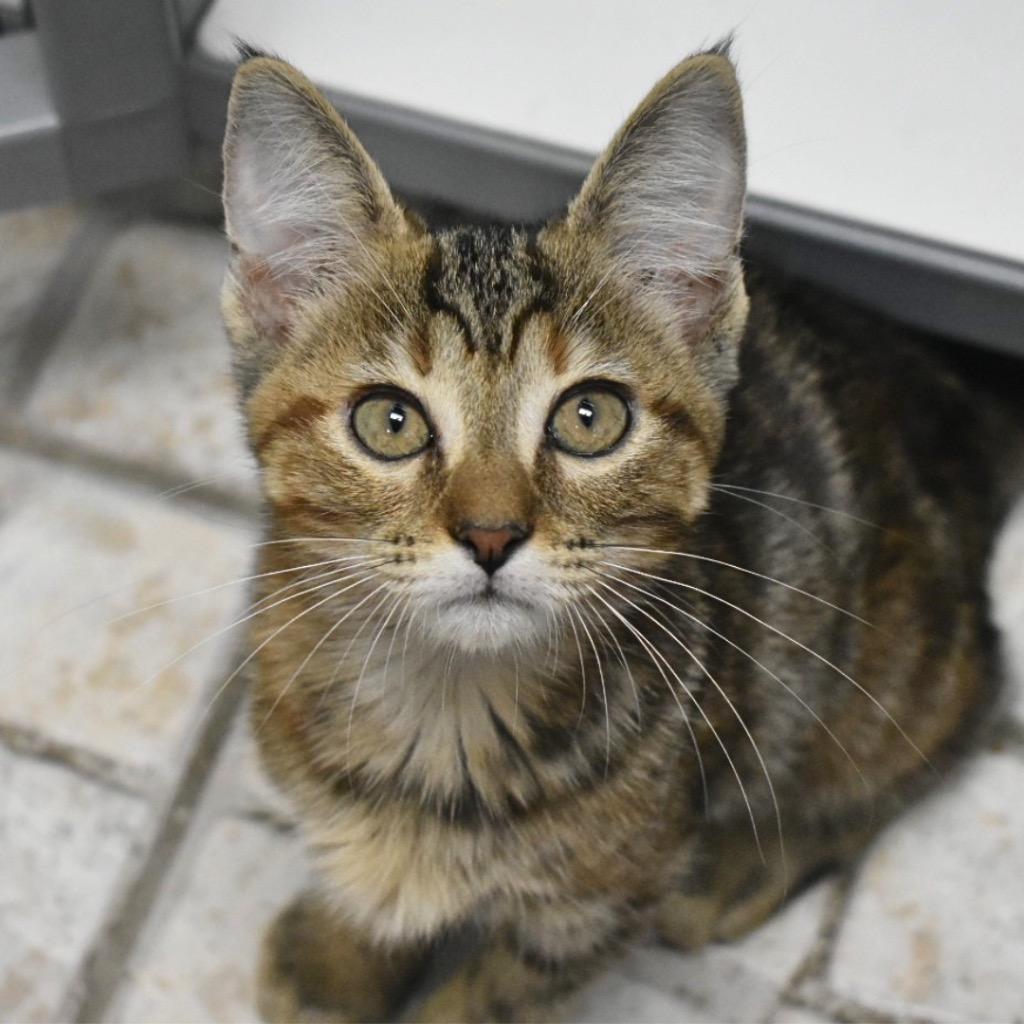 Brittany, Adoptable, Kitten Female Domestic Short Hair.