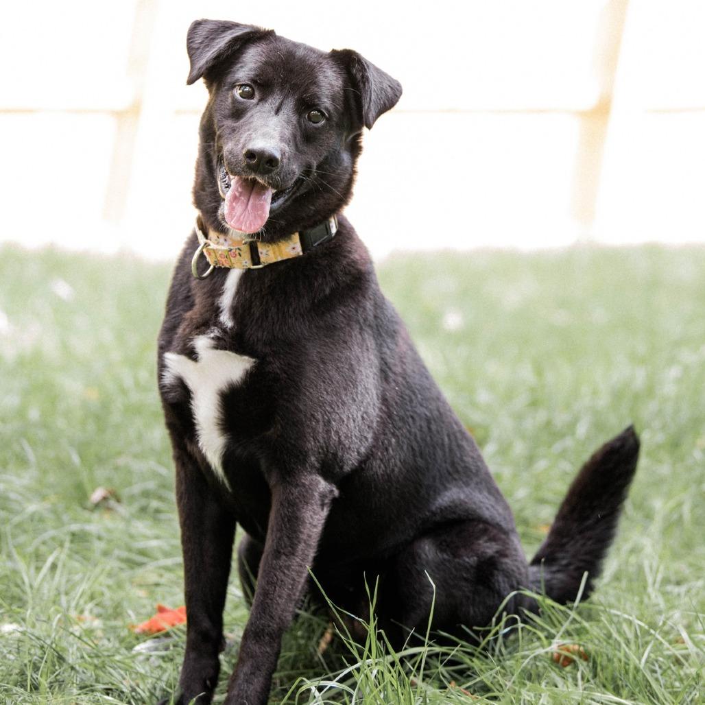 Enlarge Flora, a Adoptable mixed breed in Pittsburgh, PA image 1/6