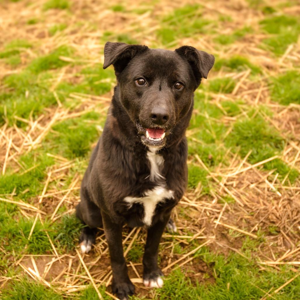 Enlarge Flora, a Adoptable mixed breed in Pittsburgh, PA image 2/6