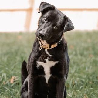 Enlarge Flora, a Adoptable mixed breed in Pittsburgh, PA image 3/6