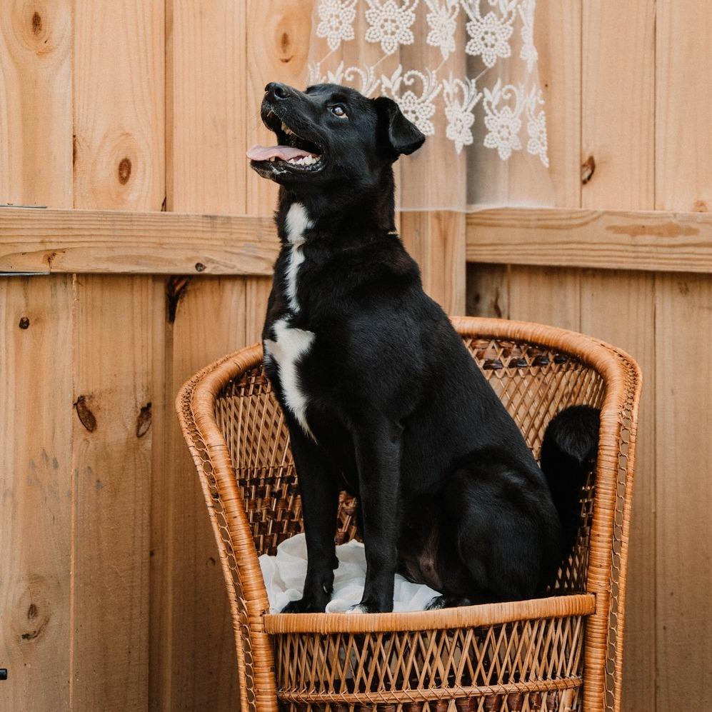 Enlarge Flora, a Adoptable mixed breed in Pittsburgh, PA image 4/6